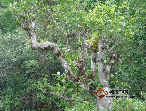 云南古茶樹