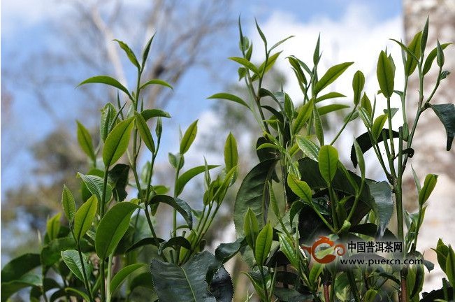 勐海老班章古樹茶均價(jià)每年漲幅40%左右