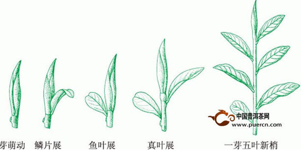 一秒鐘認出普洱茶頭春茶